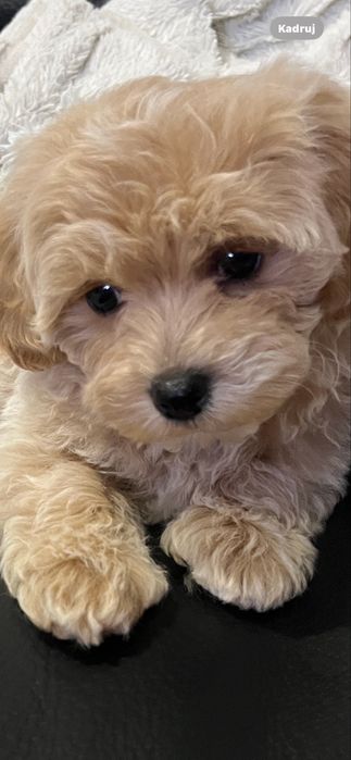 Pokoj dla pary do wynajęcia  w Zgierzu super lokalizacja