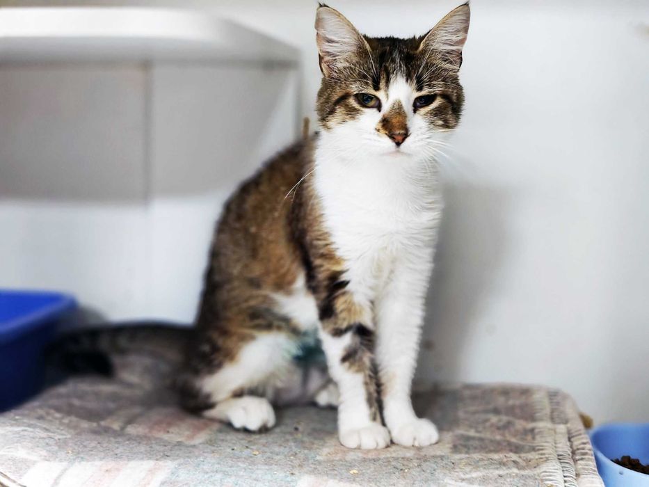 Ніжна муркотушка Аріель (1 рік) чекає на свою людину! Кішка, кошеня