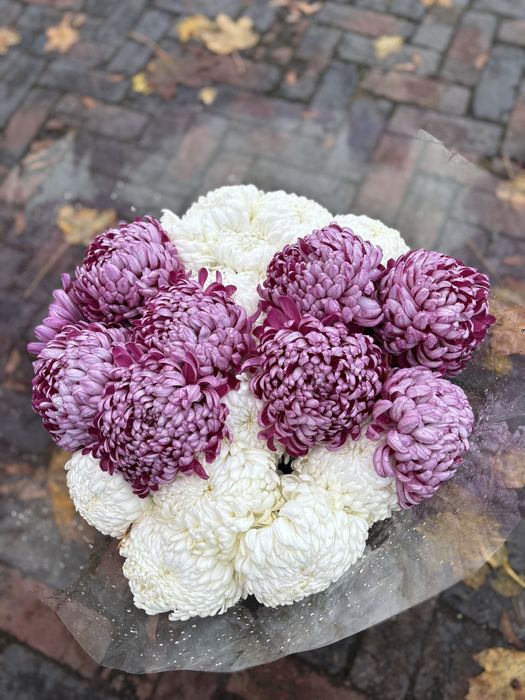 Chryzantemy chryzantemy