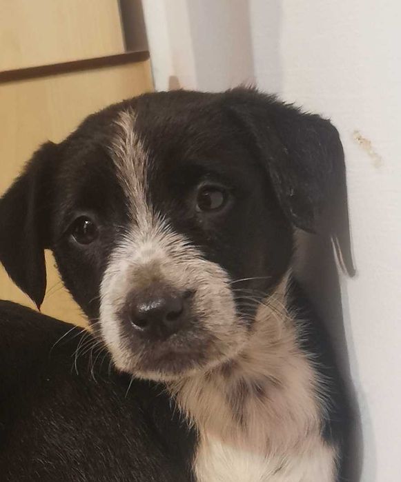 PILNE.! Szczeniaczki szukają nowego domu.