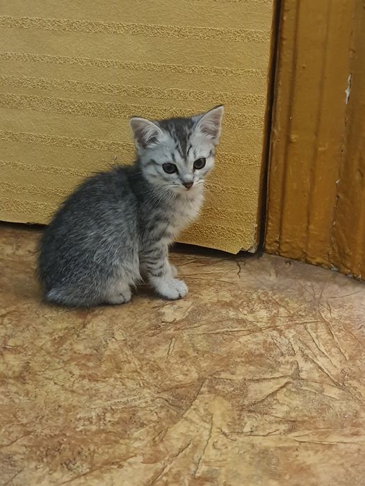 Отдам котят бесплатно
