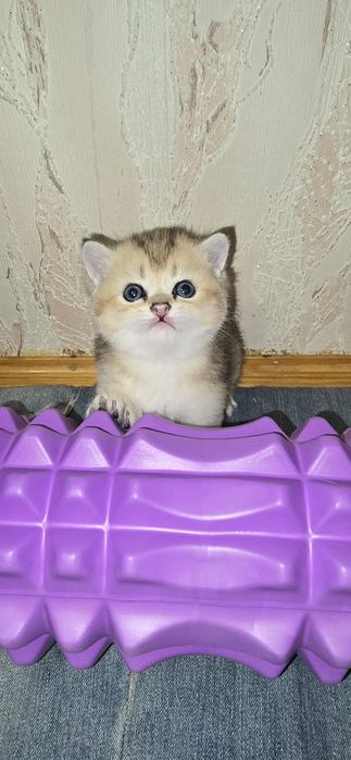 Британские Котята Золотой Шиншиллы