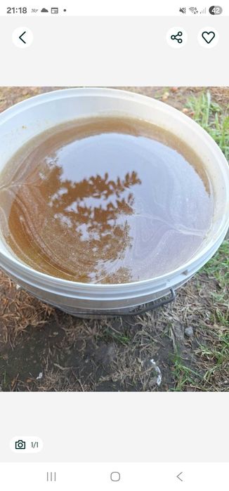 Miód mniszkowo klonowy