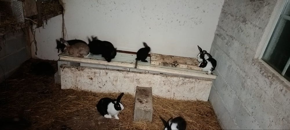 Coelhos para todo tipo. De estimação tb tenho