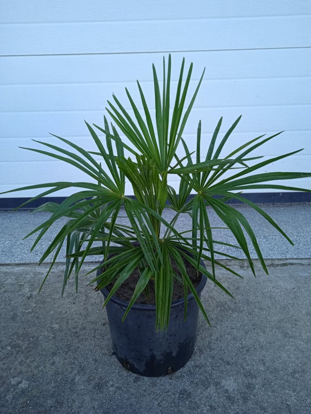 Palmeira bonita para jardim ou em vaso