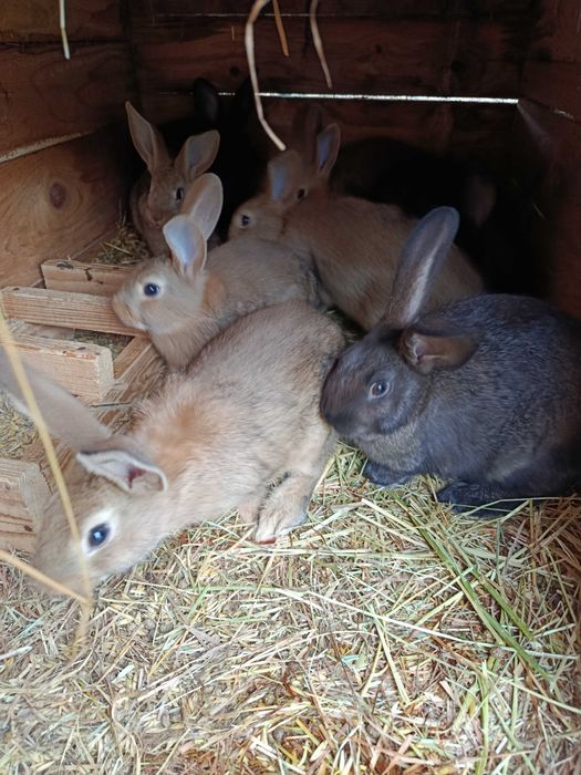 Witam mam do sprzedania młode króliki mieszańce 30 zł sztuka