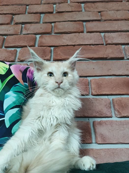 Piękny kocurek Maine Coon