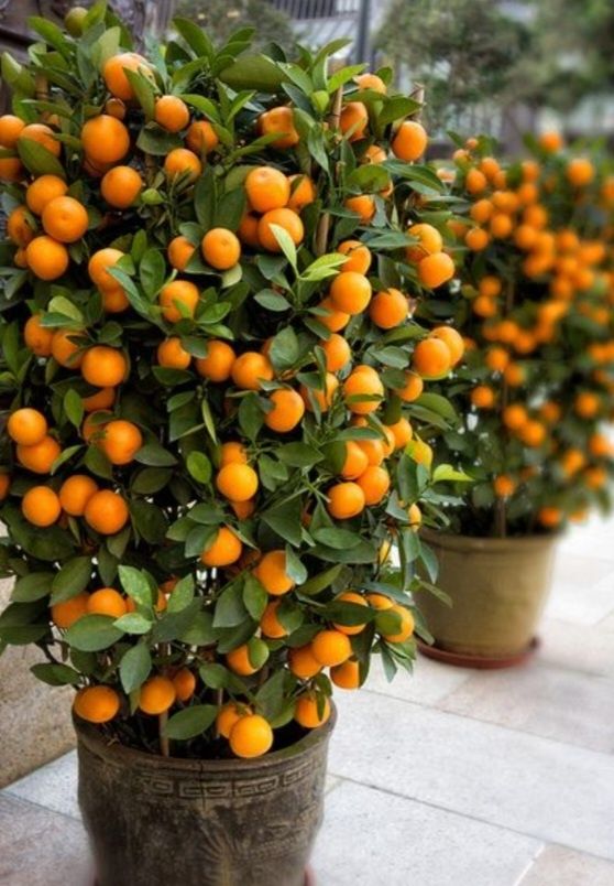 Plantas, Árvores fruto , Cogumelos silvestres e...