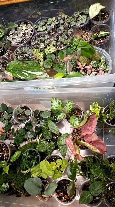 Распродажа растений