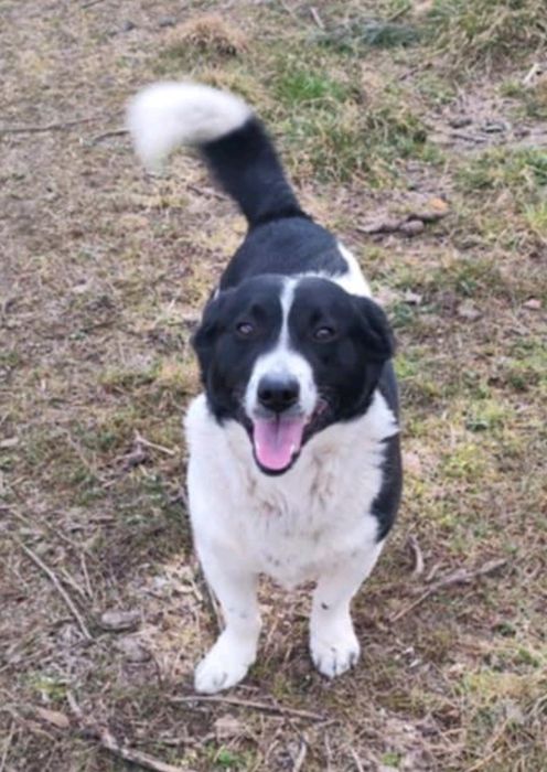 Mały piesek szuka domu