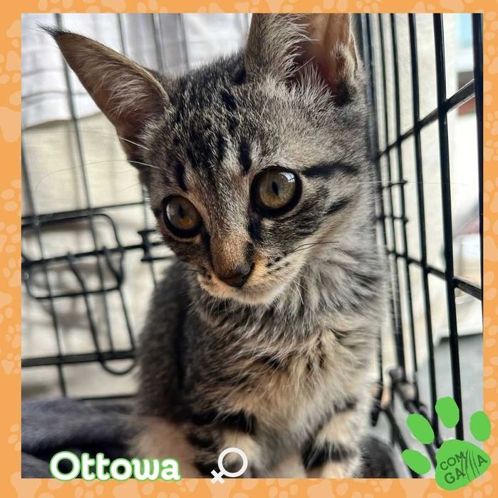 Bebés MA-RA-VI-LHO-SOS