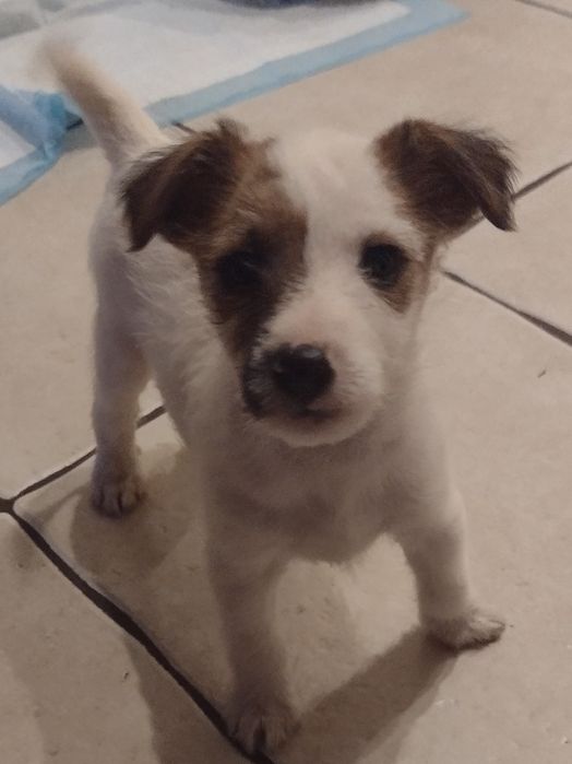 Jack Russell Terrier