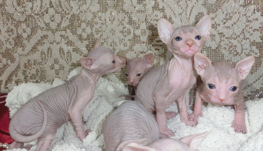 Маленькі канадські сфінсіки