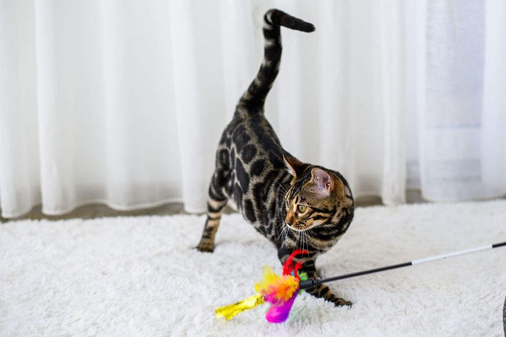 Kotka bengalska brown