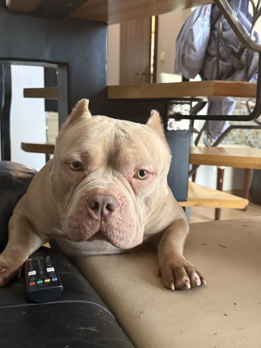 Okazja! American Bully Pocket Pocket Sprzedam