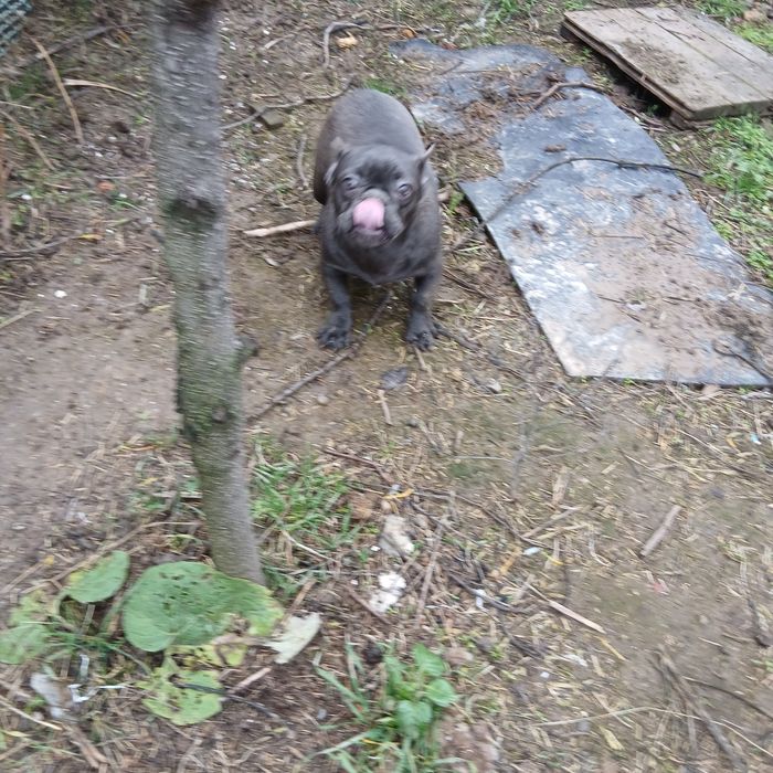 Голубые француженки 6 мес