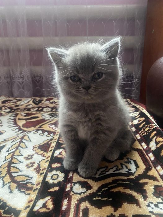 Продаються котики
