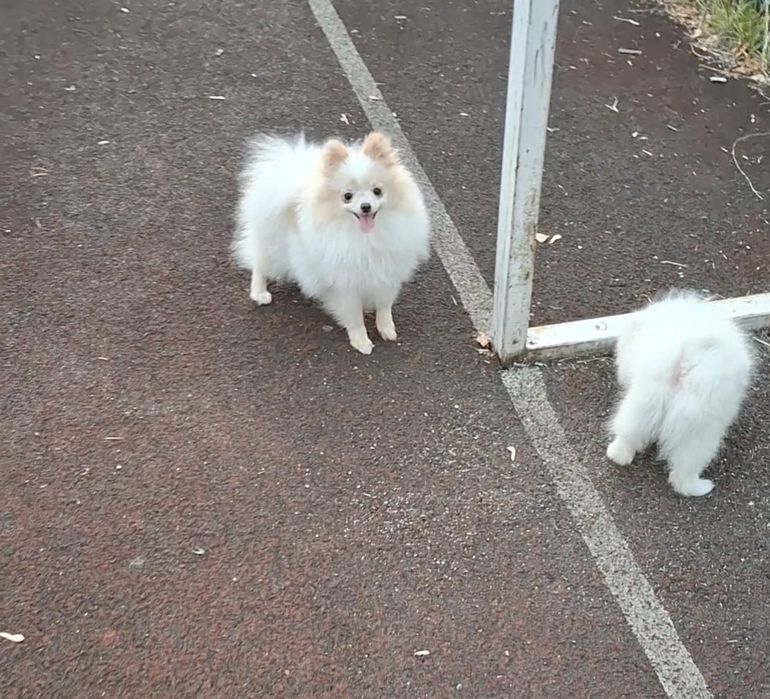 Малыши-шпицули! Мальчики и девочки на ладошку! 1,5-10 месяцев, Киев.