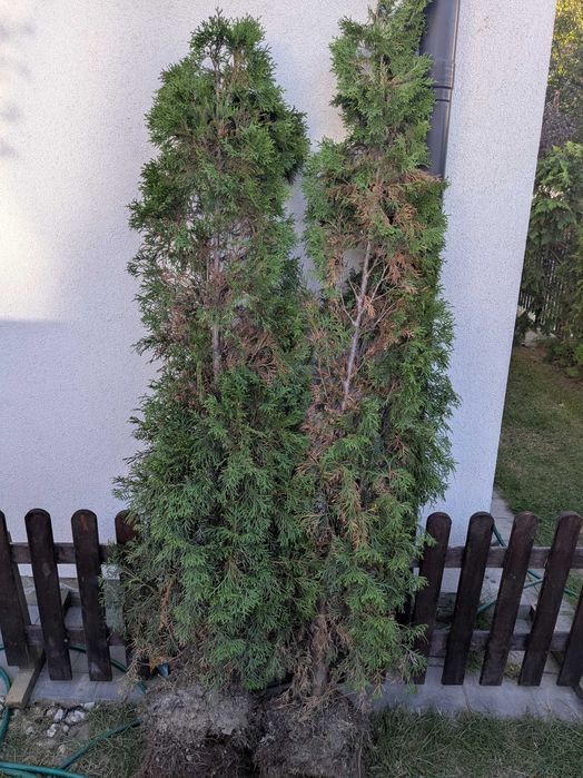 Oddam dwie tuje za darmo
