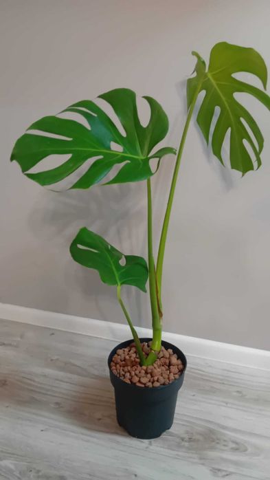 Монстера | Monstera deliciosa