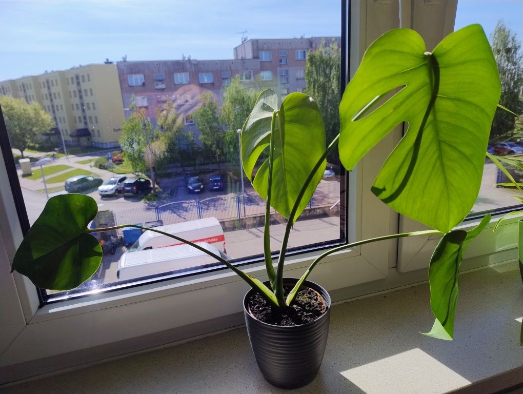 Monstera deliciosa , dekoracyjny kwiat doniczkowy, doniczka C13