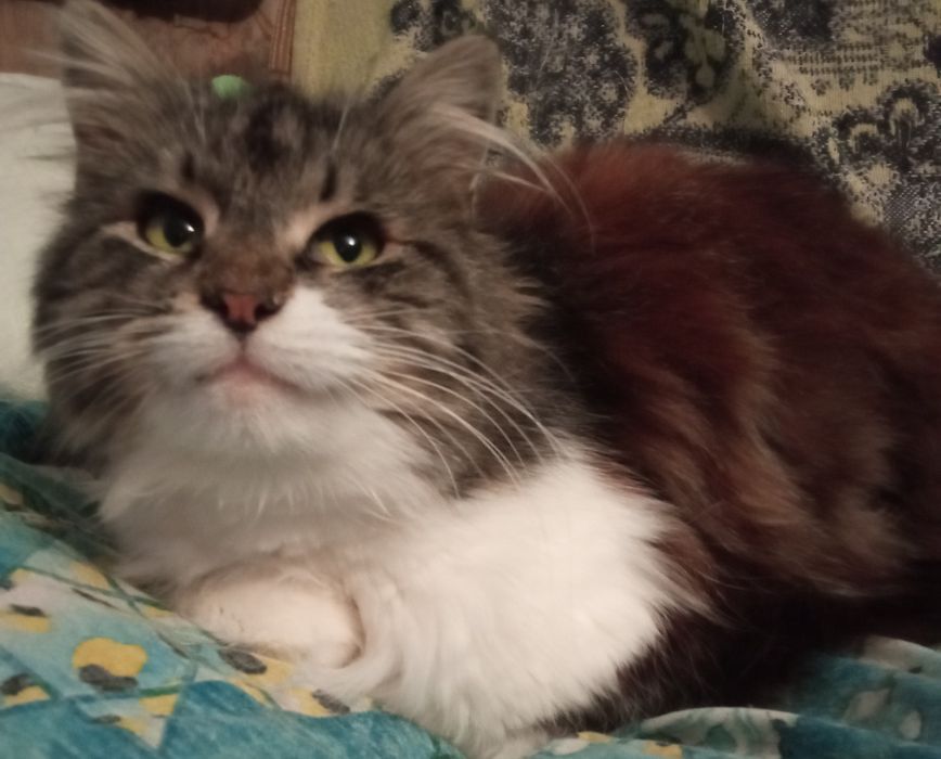 Стерилізована киця