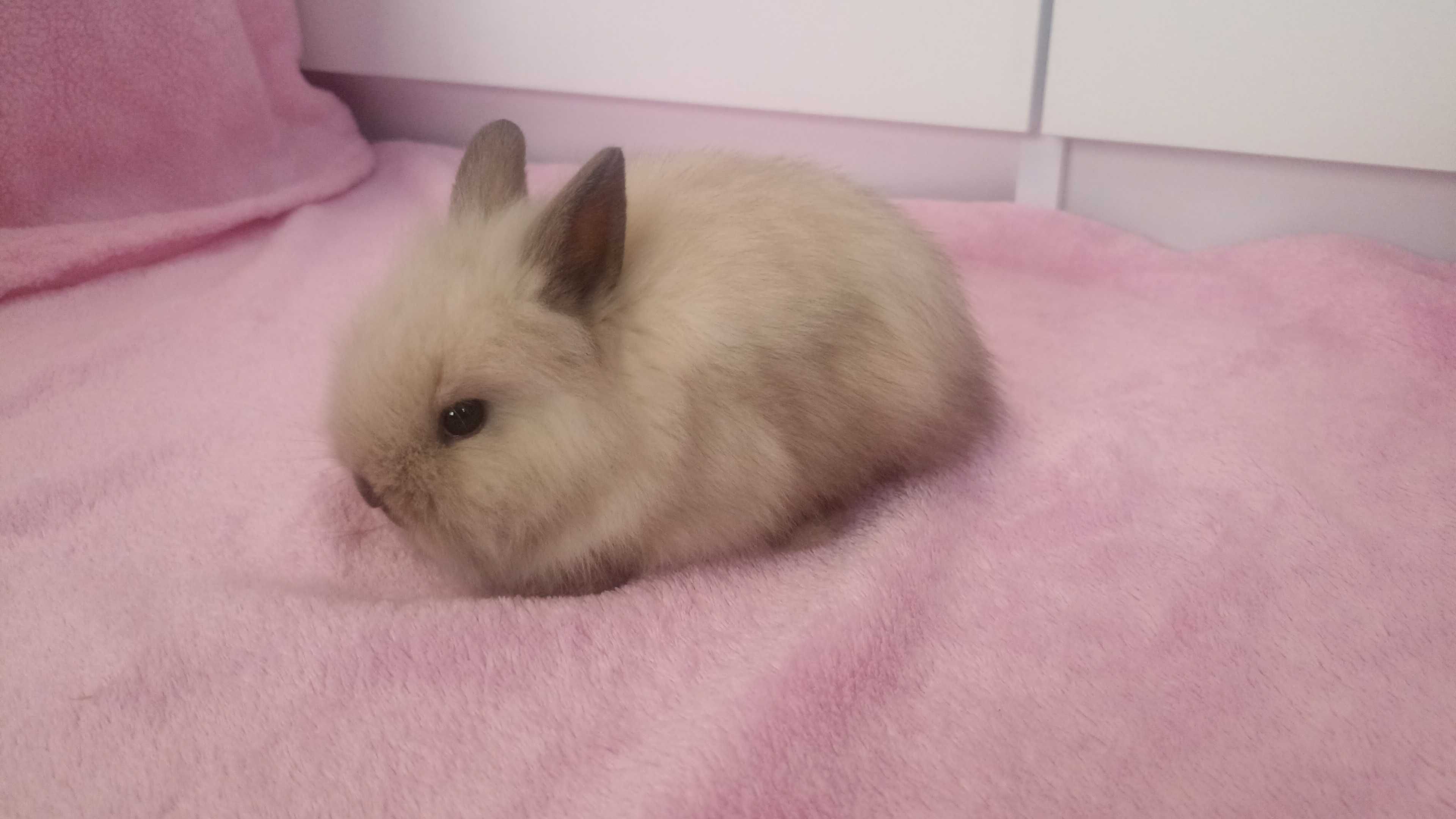 Królik Karzełek Teddy królik Miniaturka gotowe do odbioru króliczki