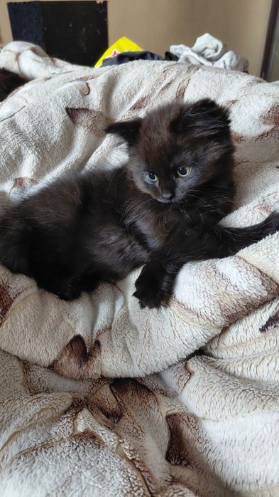 Черная пушистая малышка