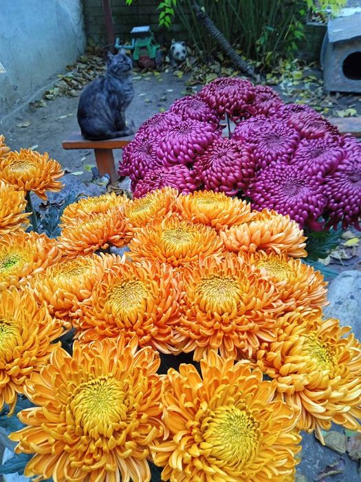 Коріння шаровидної хризантеми