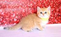 В золотому плямистому забарвлені чудове кошеня-хлопчик