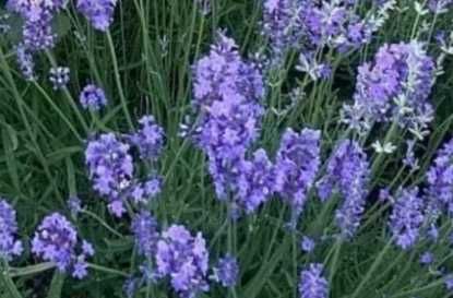 Квіти - піон, лаванда, кампсис, хоста