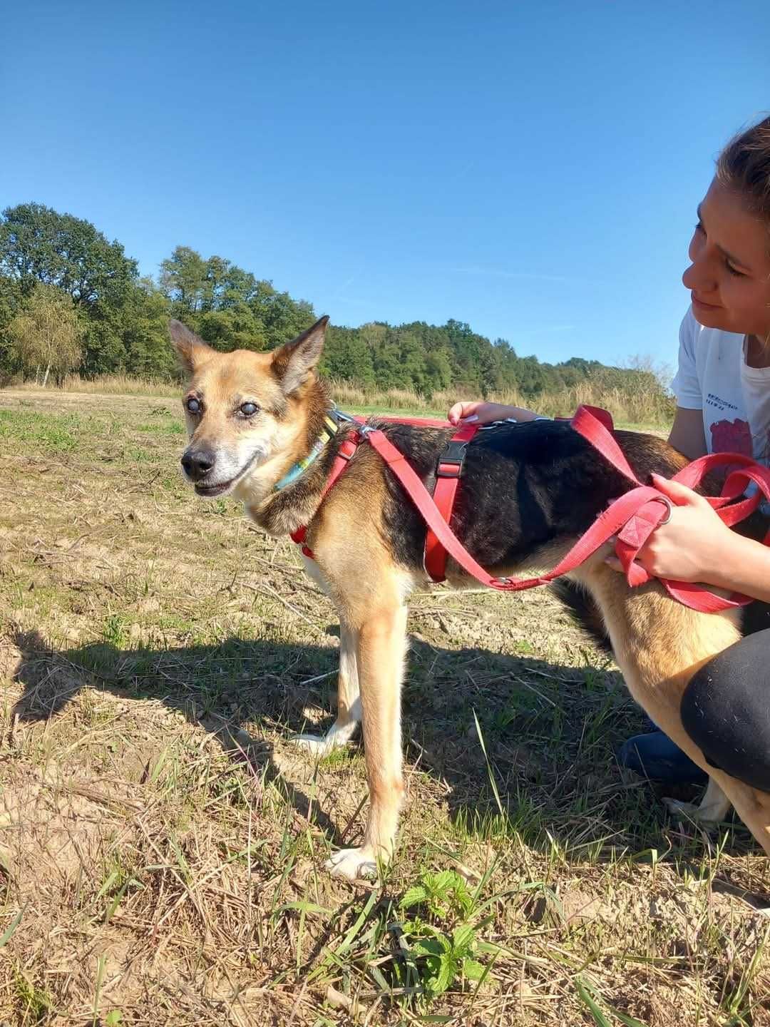 Lagusia - nieśmiała psia dama prosi o szansę ADOPCJA