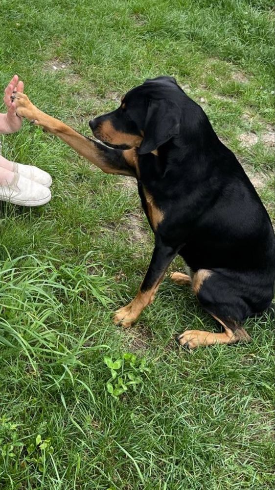 Płotka - wysterylizowana, aktywna i chętna do nauki