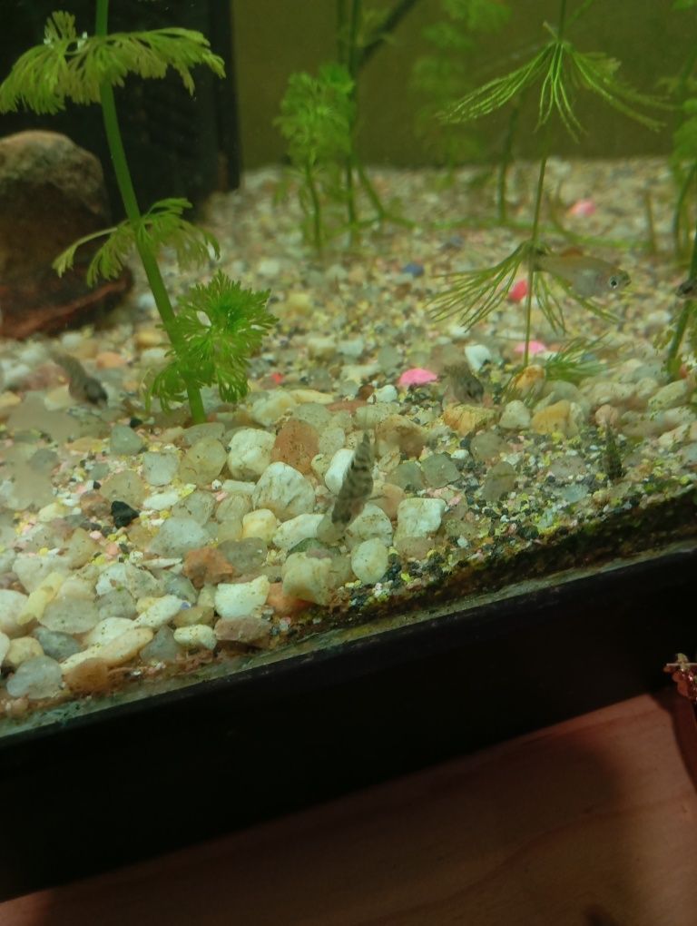 peixe papagaio anao (amphilophus citrinellus)