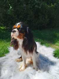 Reproduktor Cavaliera King Charles Spaniel(DNA)