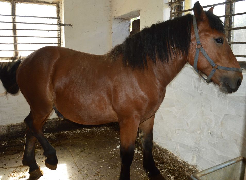 Tanie 2 konie zimnokrwiste