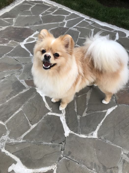 Ищем невесту , здоровый , ухоженый