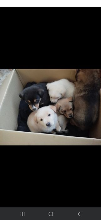 Pieski szukają domu