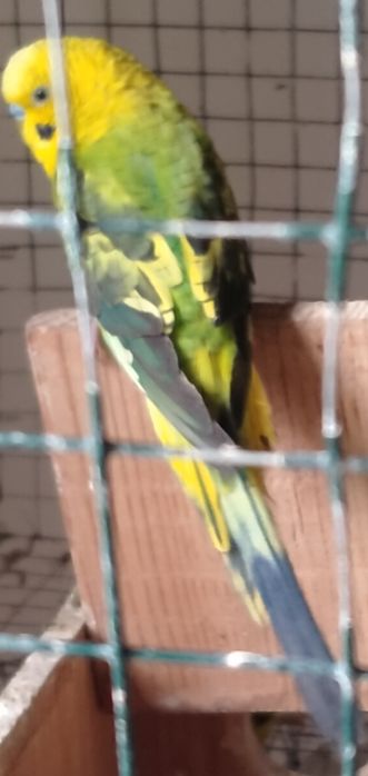 Casal de periquitos de asas-negras