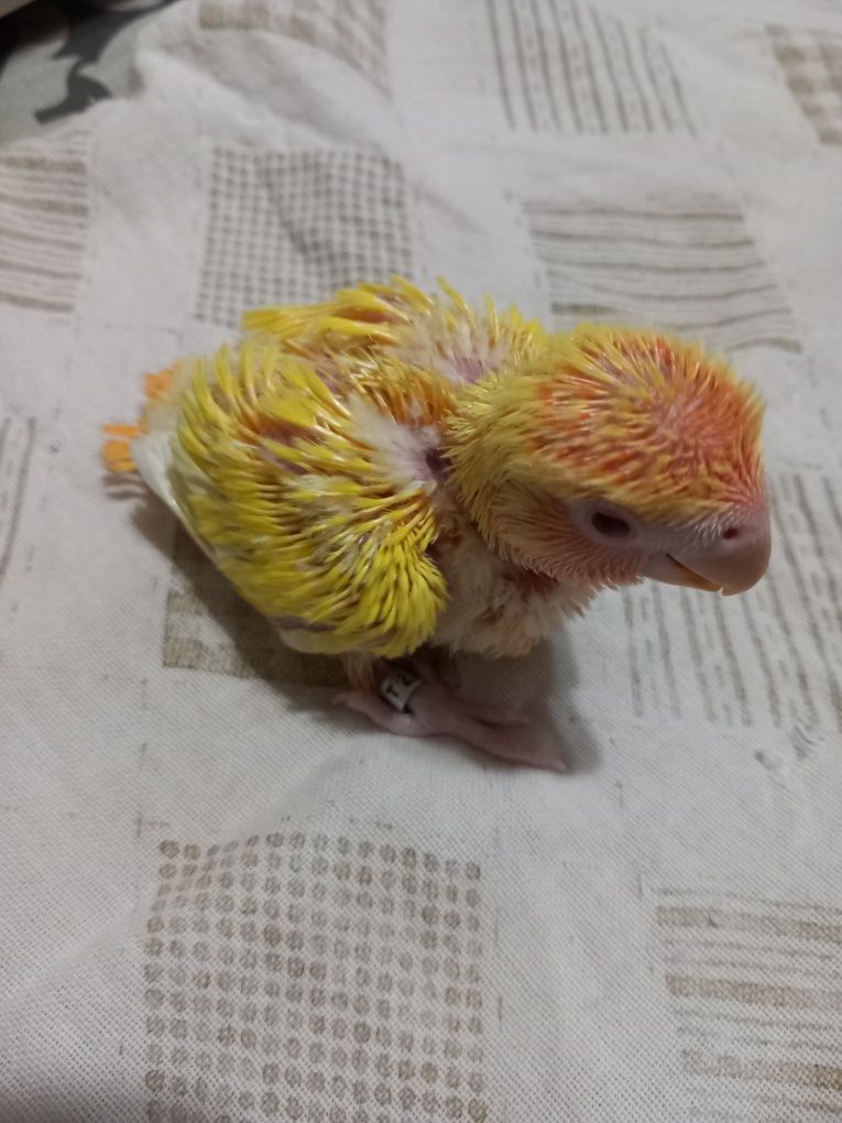 Agapornis para acabar de criar à  mão