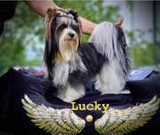 Yorkshire terrier trójkolorowy (Lucky) – doświadczony reproduktor