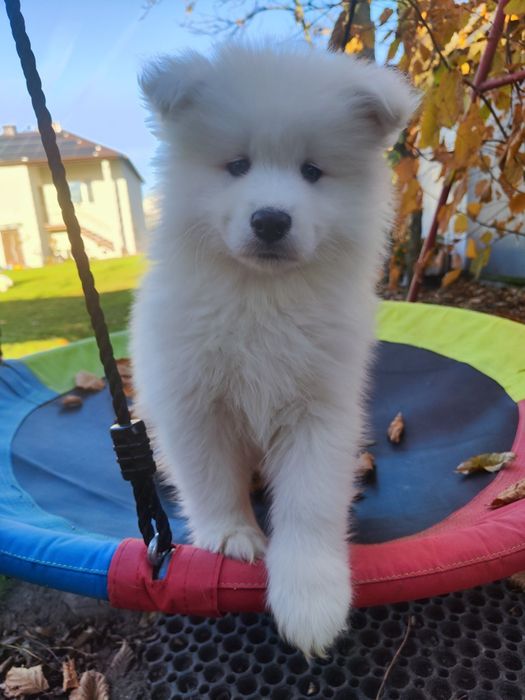 Piesek samoyed samojed Piękny