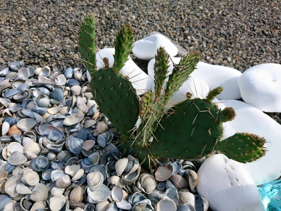 Jasne kruszywo ogrodowe grys ogrodowy do ogrodu