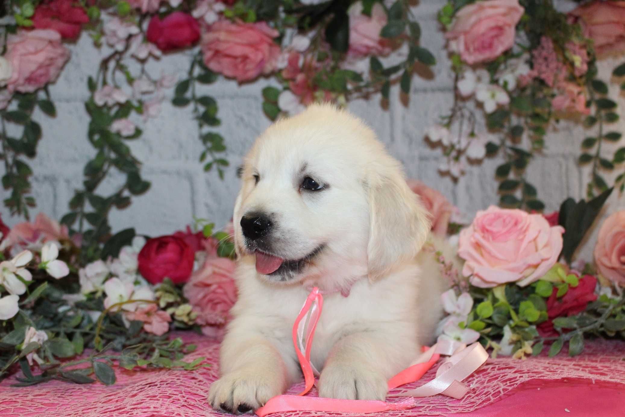 Piesek rasy Golden retriever FCI ZKwP