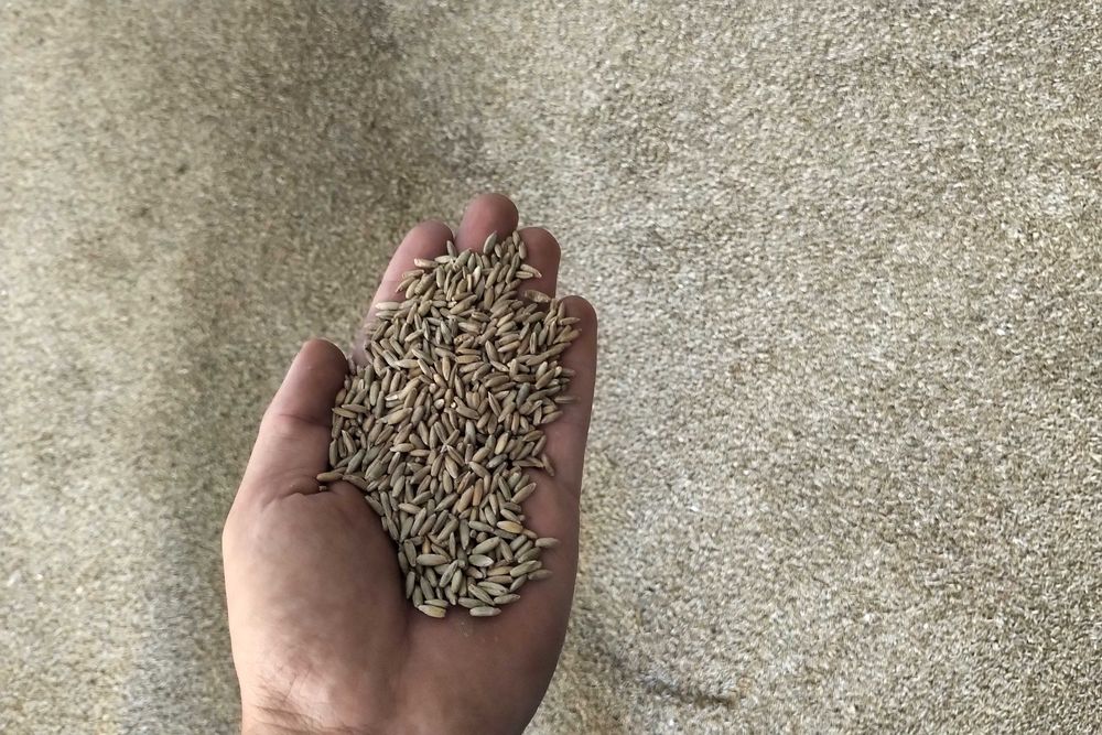 Żyto Kalcyt - rok po centrali / ostatnia tona