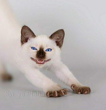 Тайский котёнок, синеглазое чудо