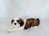 Piesek shih tzu tricolor rodowód czip