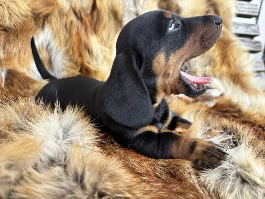 Teckel preto afogueado