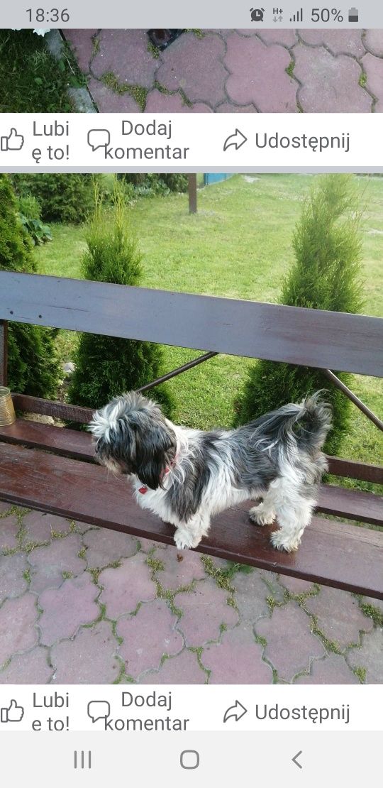 Zaginął pies shithtzu