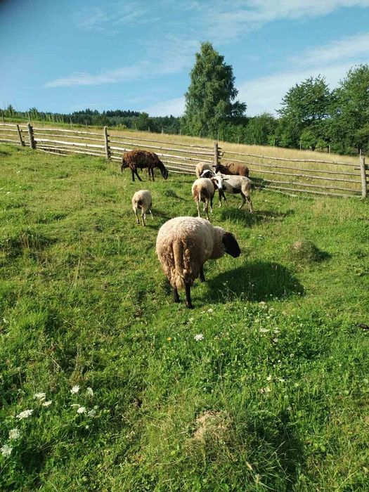 Продаються вівці та ягнята